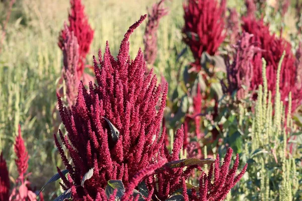 Red Garden Foxtail Dominates Field — Zdjęcie stockowe
