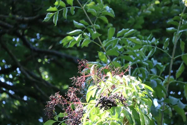 Bird Enjoys Elderberry Warmed Sun — Stok fotoğraf
