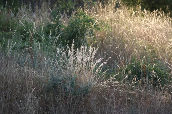 Grasses Special Light Catcher Summer — Fotografia de Stock