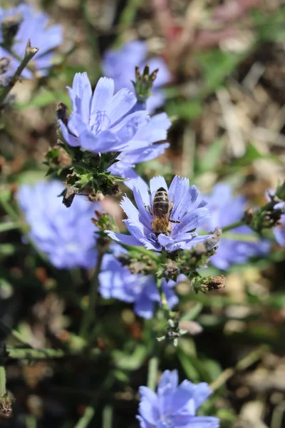 Bee Falls Headfirst Chicory — Stok fotoğraf