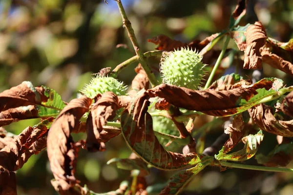 Chestnut Fruits Extremely Dry Summer — Stockfoto