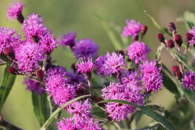 Field with blooming Iron weed