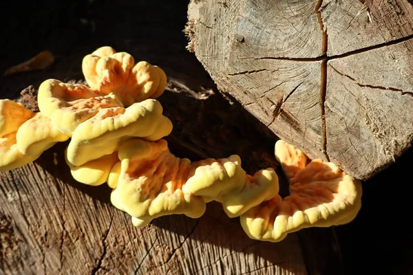 large Sulfur polypore on a Tree trunk