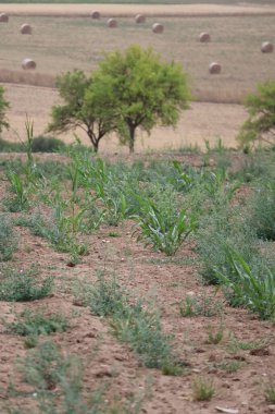 Maize planting failed due to Drought