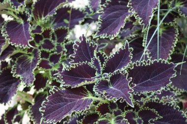 dark Flame nettle in the soft Autumn light