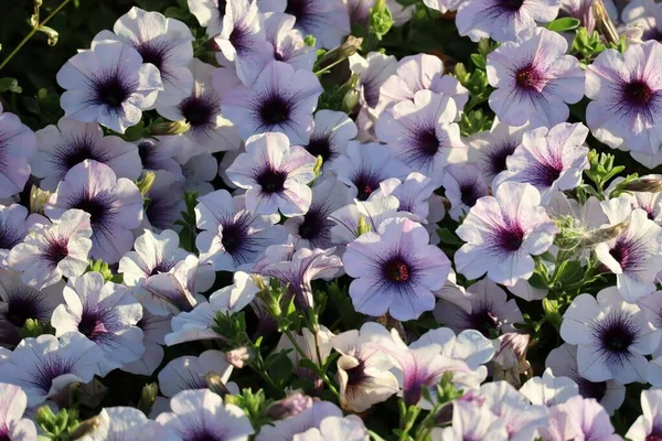 White Petunia Soft Atumn Light — Fotografia de Stock