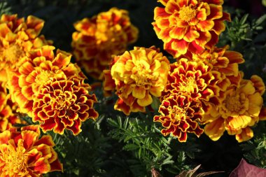 Fransız Marigold rüya gibi bir akşam güneşinde