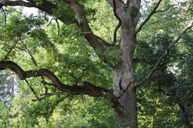 Yosun ile 150 yıllık meşe ağacı