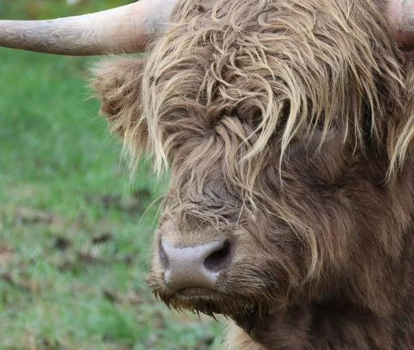Scottish Highland Bovinos Pasto — Fotografia de Stock