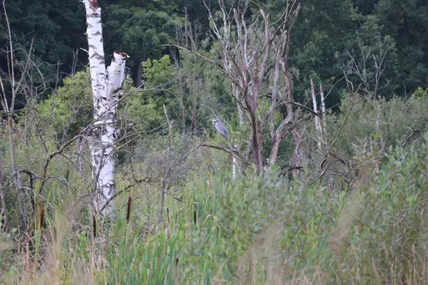 鳥の聖域の灰色のサギの木 — ストック写真