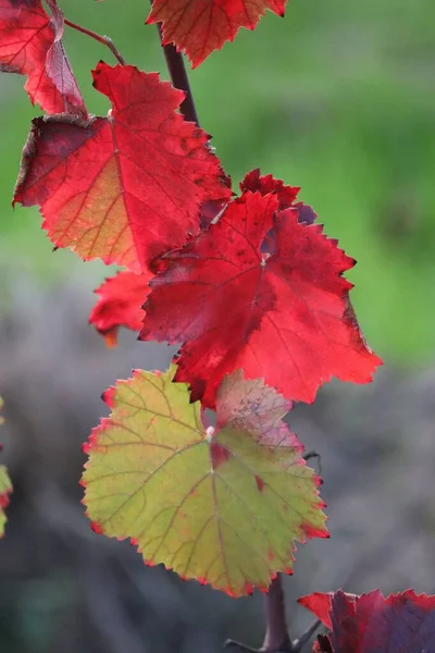 Sole Splende Attraverso Foglie Vino Rosso — Foto Stock
