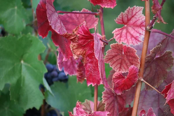 Pinot noir leaves in different Shades of Red