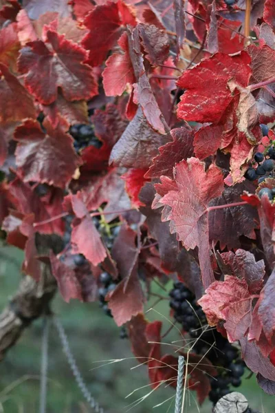Rubinrote Blätter Auf Dem Roten Rebstock — Stockfoto