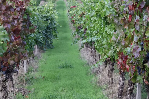 Green Verge Rows Vines — Stock Photo, Image