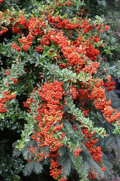 Firethorn Com Frutas Vermelhas — Fotografia de Stock