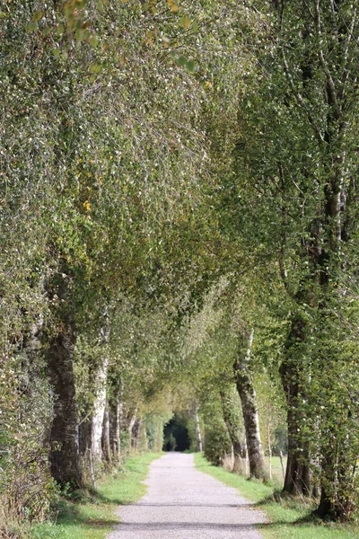 Ağaçlardan oluşan alışılmadık bir bulvar.