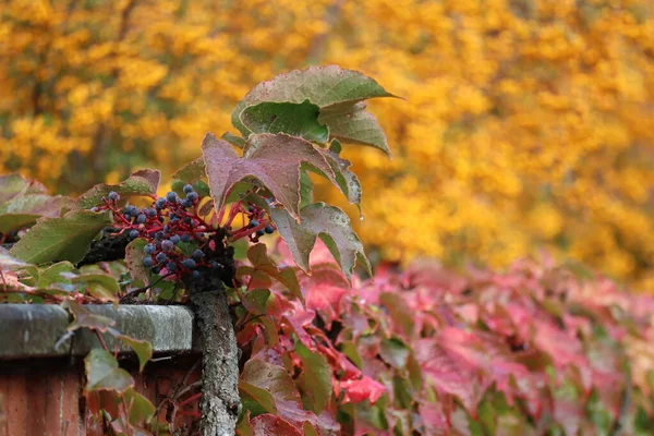 Mokrý Virginia Creeper Žlutý Ohnivý Trn — Stock fotografie