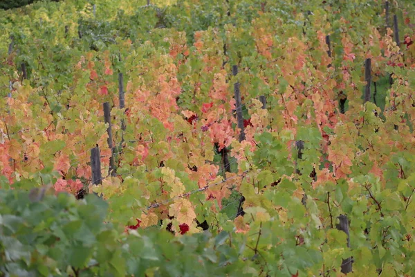 Gorgeous Peachy Vine Leaves Vineyard — Stock Photo, Image