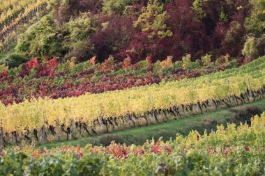 Üzüm bağının sonbahar renkleri 