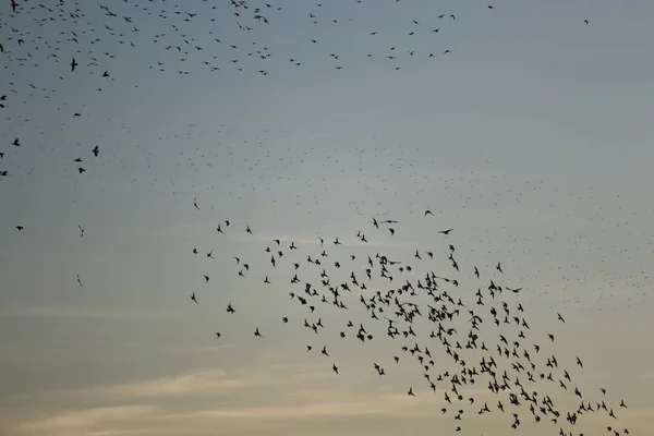 Enjambre Starlings Formas — Foto de Stock