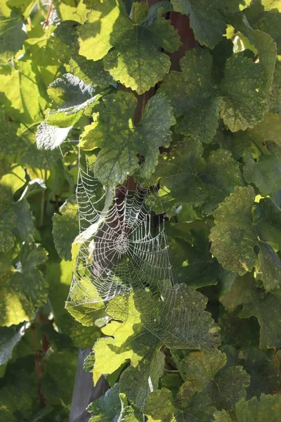 Spinnenweb Met Ochtenddauw Vine — Stockfoto