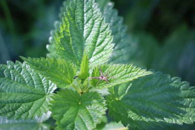 Nettle 'da bebek ağı örümceği ve dişlek burunlu buğday bitleri