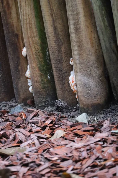 Espinha Corky Marrom Avermelhada Fungo Entre Estacas Jardim — Fotografia de Stock