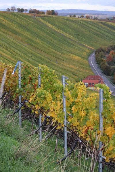 Beautifully Curved Vineyard Road Access — Stock Photo, Image