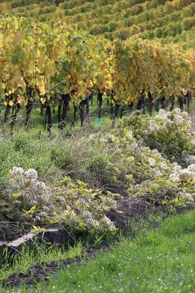 Clematis Vineyard Typical Autumn Attire — Stock Photo, Image