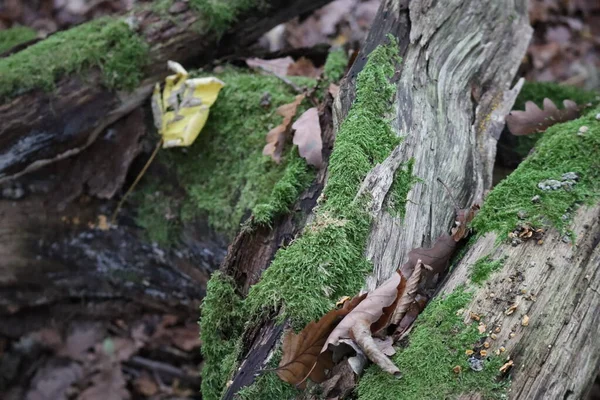 Feuilles Automne Tombent Exactement Dans Une Niche — Photo