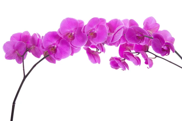 Pink flowers orchid on a white background — Stock Photo, Image