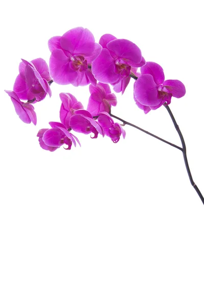 Pink flowers orchid on a white background — Stock Photo, Image