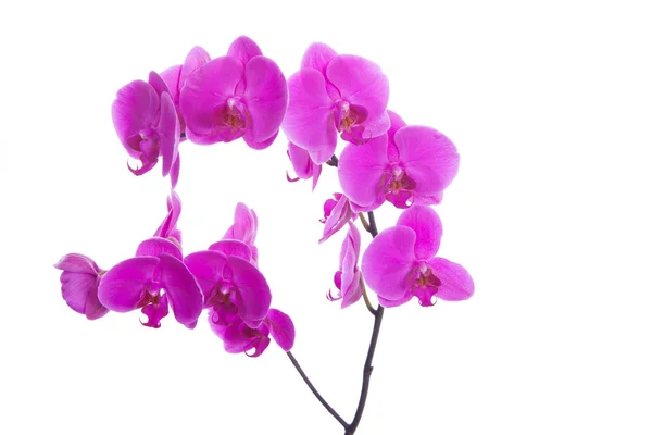 Pink flowers orchid on a white background — Stock Photo, Image