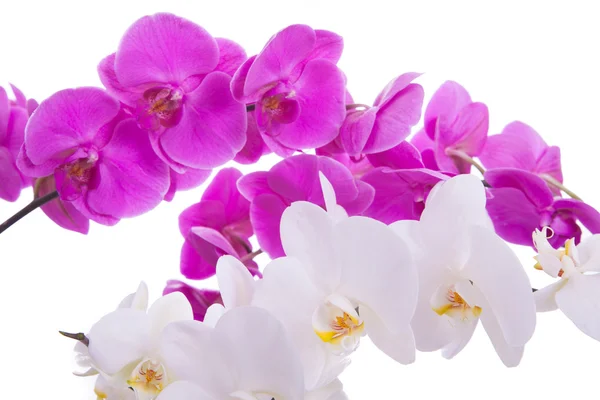Pink flowers orchid on a white background — Stock Photo, Image