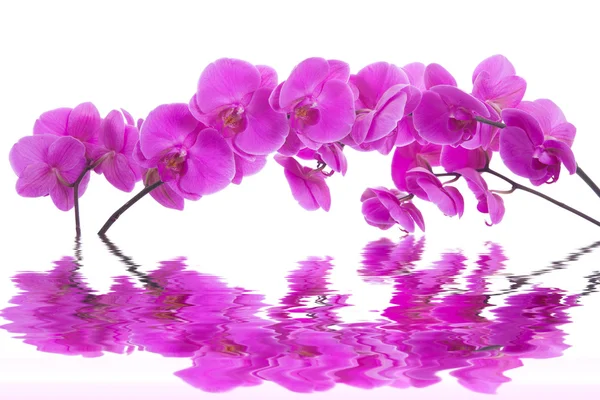 핑크 꽃 흰색 배경에 난초 — 스톡 사진