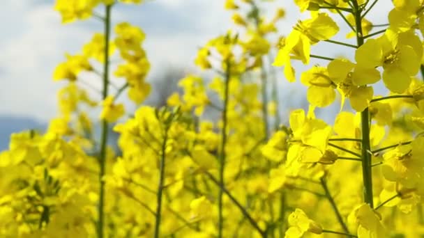 Close up beautiful Rapeseed field blossom.Switzerland — Stock Video