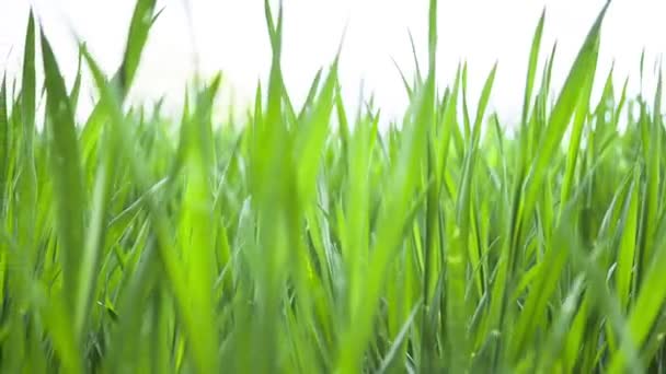 Blé jeunes feuilles vertes, champ de printemps agricole. Paysage — Video