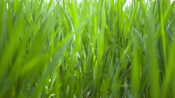 Tarwe jonge groene bladeren, landbouw voorjaar veld. landschap — Stockvideo