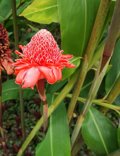 Torch Ginger Flower — Stock Photo, Image