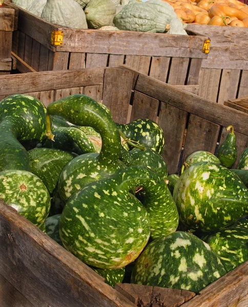 Melony, rosliny basztanowe wysięgnik — Zdjęcie stockowe