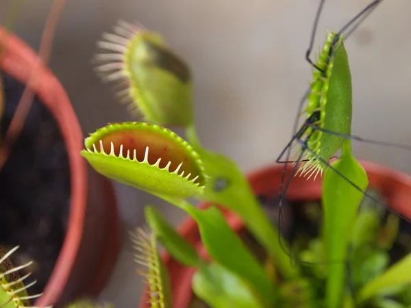 Venus flyga Trap — Stockfoto