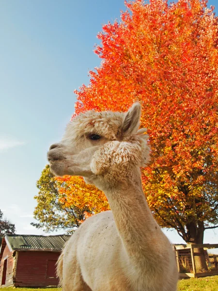 Alpaca Llama Portrait in Fall — Stock Photo, Image