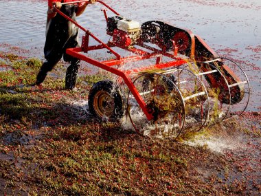 Cranberries hasat
