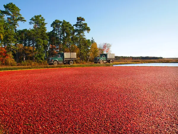 Caminhões em Cranberry Bog — Fotografia de Stock