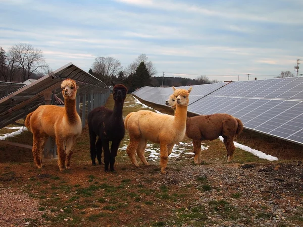 在太阳能农场的羊驼 图库图片