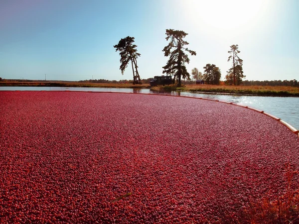 Cranberry Bog Sunset Landscape Royalty Free Stock Images