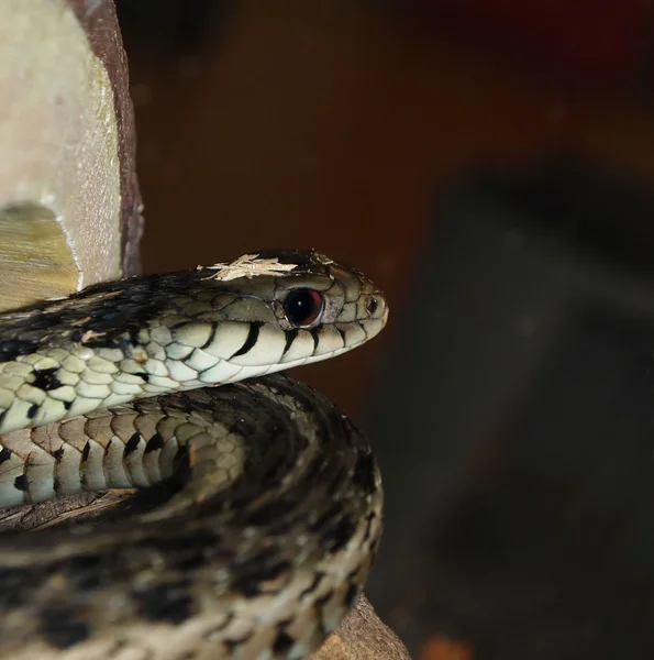 Giarrettiera orientale Serpente Primo piano — Foto Stock