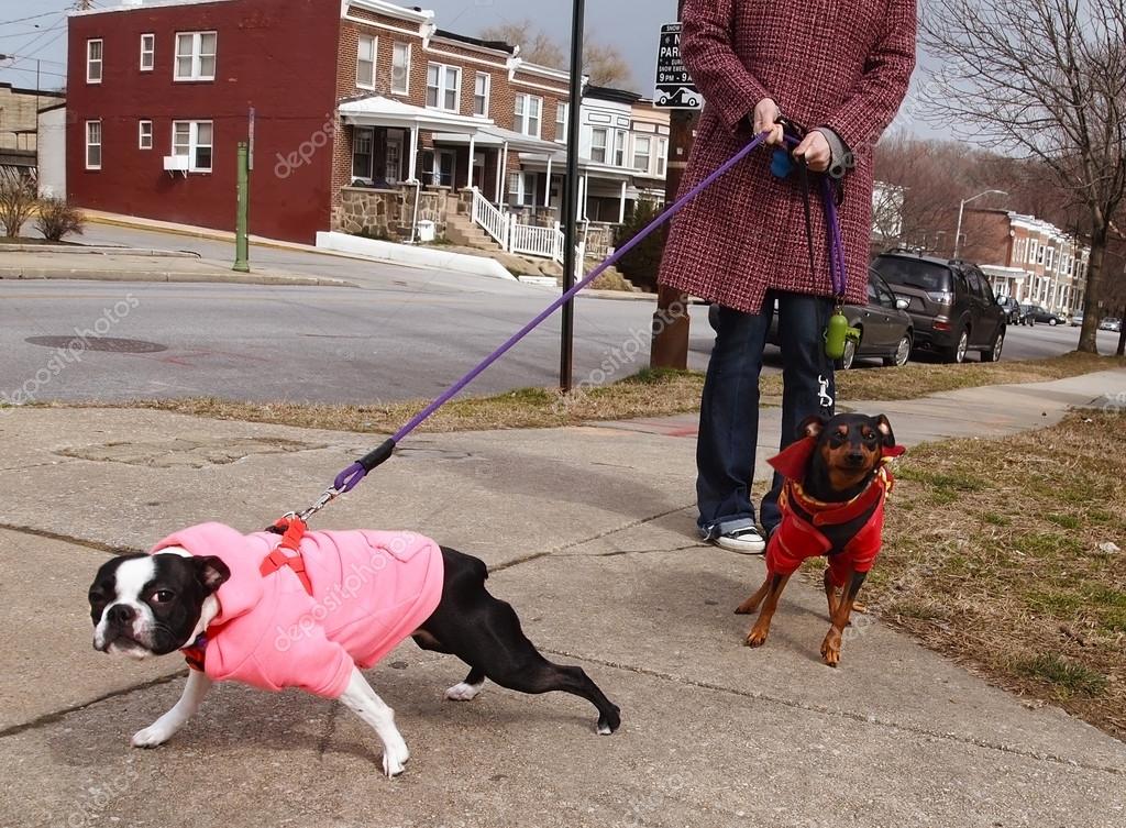 Bad Dogs On Leashes — Stock Photo © duckeesue 21672105