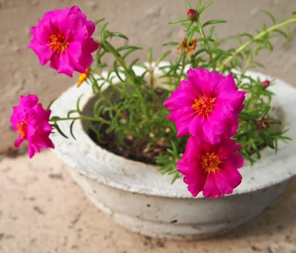 Portulaca Flores em vaso de concreto — Fotografia de Stock