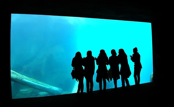 Силуэт аквариумных девушек — стоковое фото